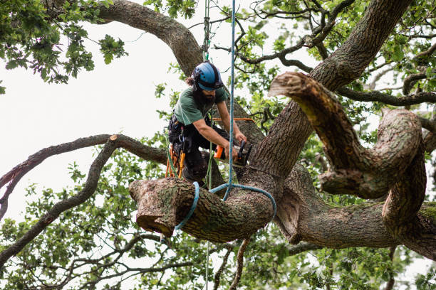 Morada, CA Tree Care Company