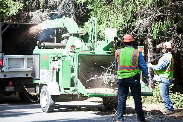 How Our Tree Care Process Works  in  Morada, CA